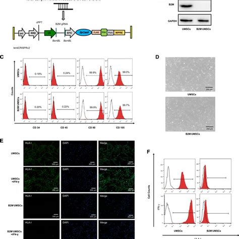 Generation And Characterization Of B Mumscs A Schematic Diagram Of