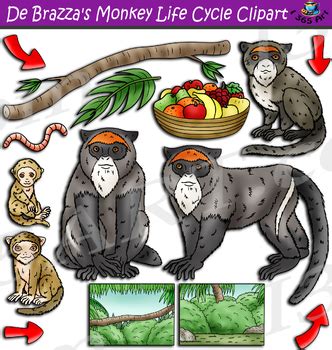 De Brazza's Monkey Life Cycle Clipart by I 365 Art - Clipart 4 School