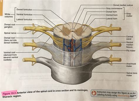 Exercise Labeling Cervical Spinal Cord Diagram Quizlet