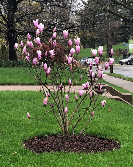 Jane Magnolia Trees For Sale Fast Fast Growing Trees Jane