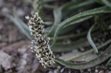 Plantago ovata - Plant Biodiversity of South-Western Morocco