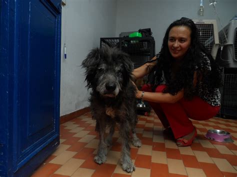 Fundación Angelitos Desamparados Ayuda A Perritos