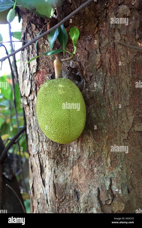 Fruta Del Pan Fotografías E Imágenes De Alta Resolución Alamy