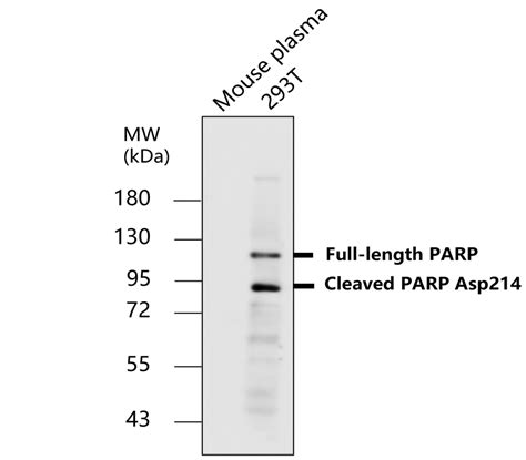 Cleaved PARP Asp 214 Antibody IR101 420 IReal Biotechnology Inc