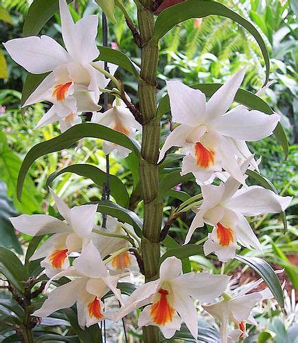 HOA PHONG LAN VIỆT VIETNAM ORCHIRDS Dendrobium nhóm Formosae