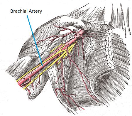 Coracobrachialis | Function, Pain & Innervation | Study.com