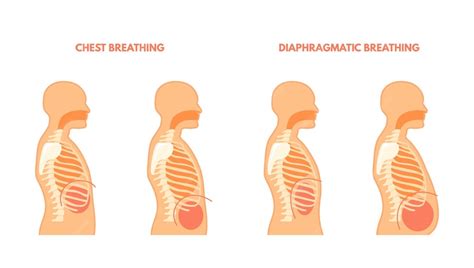 premium vector diaphragmatic breathing pulmonary exercises chest