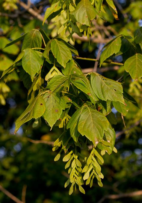 Maryland Biodiversity Project Box Elder Acer Negundo