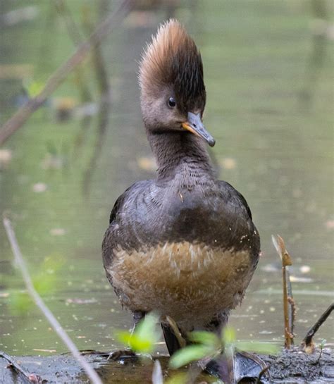 Female Hooded Merganser | FWS.gov