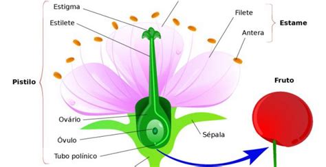 H Bitos Da Abelha Na Natureza E Comportamento Mundo Ecologia