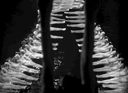 Gameraboy Footlight Parade Porn Photo Pics