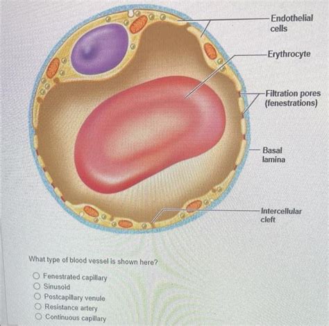 Solved what type of blood vessel is shown here?fenestrated | Chegg.com