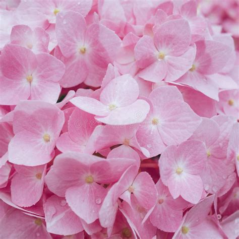 Fundo Cor De Rosa Bonito Da Flor Da Hort Nsia Imagem De Stock Imagem