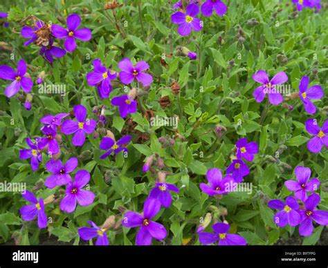 Flowering Aubretia Aubretia Deltoidea Cultivar Stock Photo Alamy