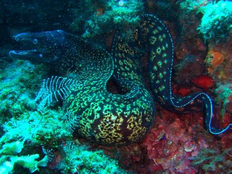 Мурена: описание, где обитает, чем питается, сколько живет