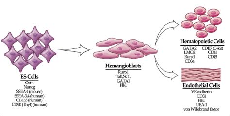 Embryonic stem (ES) cell development. ES cells differentiate to ...