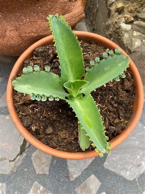 Kalanchoe Ceratophylla Haw Christmastree Plant World Flora Plntnet Identify