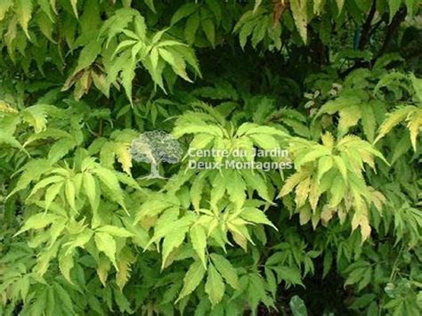 Sambucus Canadensis Aurea Sureau Du Canada American Elder Nos