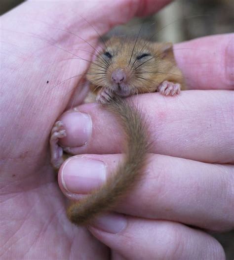 Pin By Ellen Bounds On DORMICE