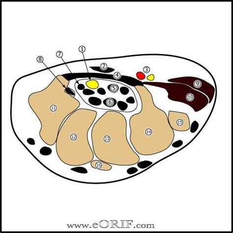 Carpal Tunnel Diagram Quizlet
