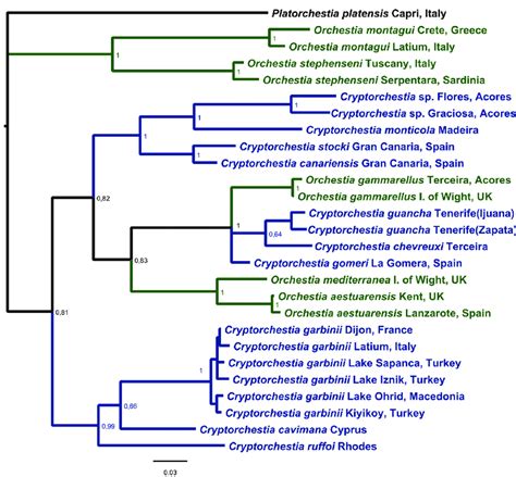 Molecular Phylogeny By Bayesian Method Obtained In A Combined Analysis