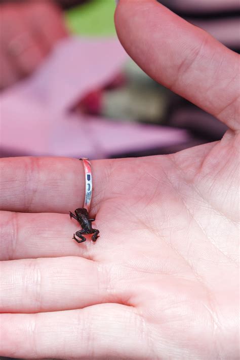 These fly-sized frogs hold the record for the world's smallest vertebrate