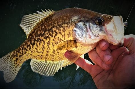 Crappie Fishing With Minnows Tips And Tricks RangetoReel