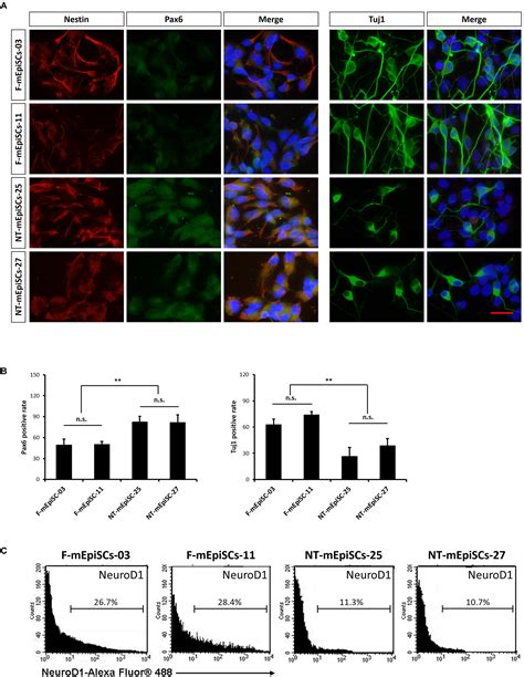 Frontiers Comparison Of In Vitro Neuronal Differentiation Capacity