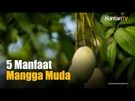 Temukan Manfaat Buah Mangga Muda Yang Jarang Diketahui