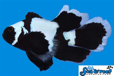 Longfin Phantom Clownfish pair – Manhattan Aquariums