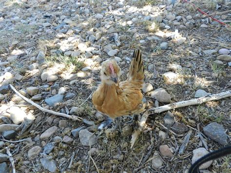 Can Anyone Tell The Breed And Sex Of These Chicks BackYard Chickens Learn How To Raise Chickens