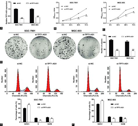 Effects Of Tpt1 As1 Knockdown On Gc Cell Proliferation And Cell Cycle