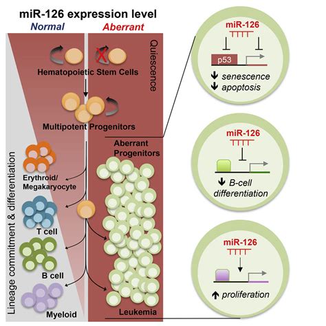 Mirna Orchestrates An Oncogenic Program In B Cell Precursor Acute