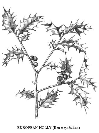 Holly Berries Drawing at GetDrawings | Free download