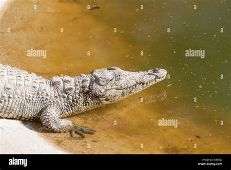 Nilkrokodile Crocodylus Niloticus Krokodil Ranch Otjiwarongo