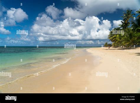 Palm Fringed Beach In Las Terrenas Samana Peninsula Dominican