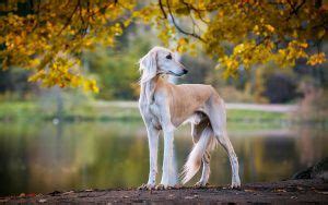 Los Perros M S Bonitos Del Mundo Jalicross