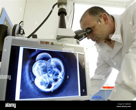 Dr Stojkovic Looks Through A Microscope After A Human Embryo Was