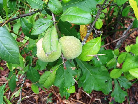 Online Plant Guide Chaenomeles Speciosa Flowering Quince