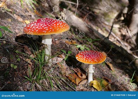 Big Red Fly Agaric Grows In Autumn Wood Picturesque Place In Wood