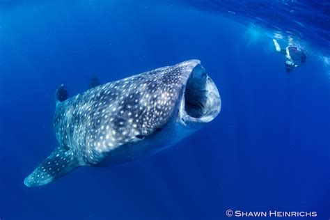 Whale Sharks – Isla Mujeres, Mexico 2012 | Blue Sphere Media