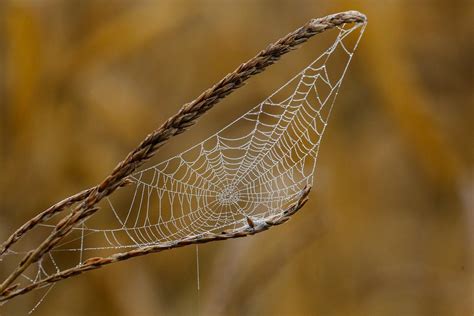 Spider Web Cobweb Free Photo On Pixabay