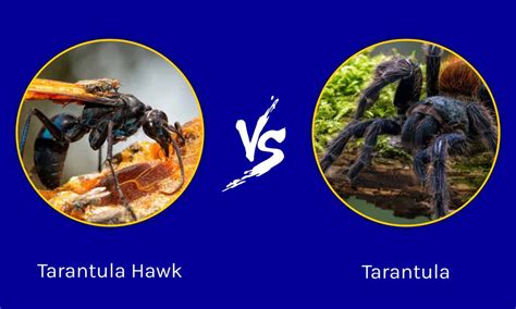 Tarantula Hawk vs Tarantula: Who Would Win in a Fight? - IMP WORLD