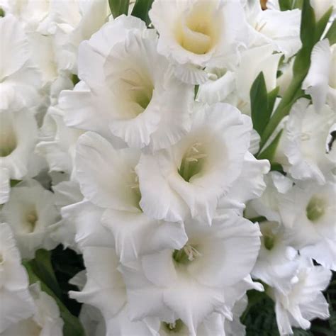 Gladiolus Prima Verde Pheasant Acre Plants