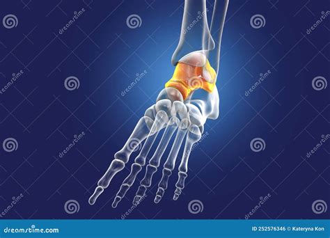 Anatomie Du Pied Humain Os De Talus Du Pied Illustration Stock