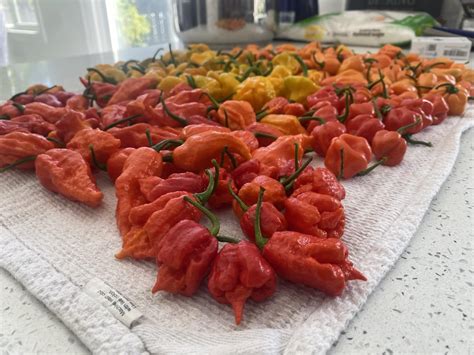 I Need A Hot Sauce Connoisseur To Try My Hot Sauce And Give A Honest Review Dining And Cooking