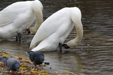 Aves Cisne Ornitología Foto gratis en Pixabay Pixabay