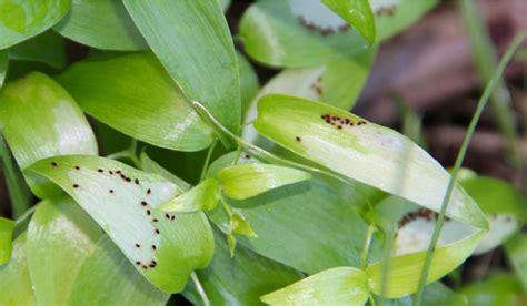 Red Legged Earth Mite Halotydeus Destructor Is An Important Pest Of