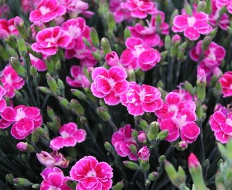 Dianthus Best Friends Forever Series Greenhouse Product News