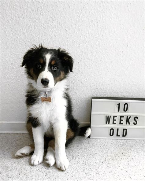 Border Aussie also called Aussie Collie | Hybrid dogs, Cute dogs, Collie